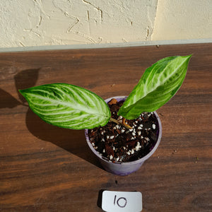 #10 Phyllotaenium 'Cream Cheese'