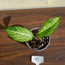 Load image into Gallery viewer, #10 Phyllotaenium &#39;Cream Cheese&#39;