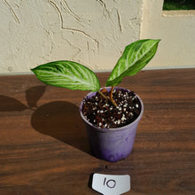 Load image into Gallery viewer, #10 Phyllotaenium &#39;Cream Cheese&#39;