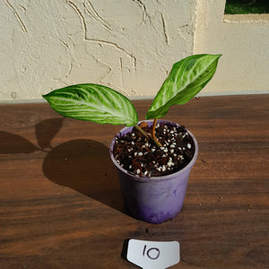 #10 Phyllotaenium 'Cream Cheese'
