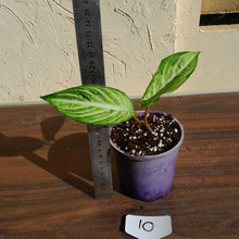 Load image into Gallery viewer, #10 Phyllotaenium &#39;Cream Cheese&#39;