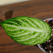Load image into Gallery viewer, #10 Phyllotaenium &#39;Cream Cheese&#39;