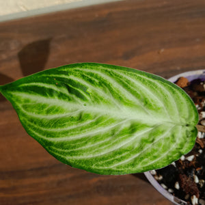 #10 Phyllotaenium 'Cream Cheese'
