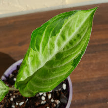 Load image into Gallery viewer, #10 Phyllotaenium &#39;Cream Cheese&#39;