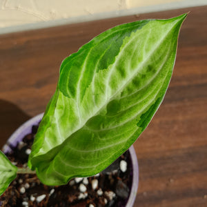 #10 Phyllotaenium 'Cream Cheese'