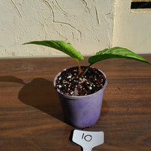 Load image into Gallery viewer, #10 Phyllotaenium &#39;Cream Cheese&#39;