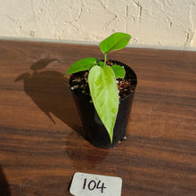 Load image into Gallery viewer, #104 Anthurium Pandurilaminum x