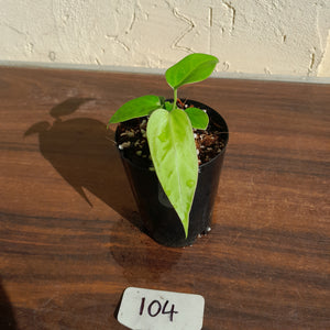 #104 Anthurium Pandurilaminum x