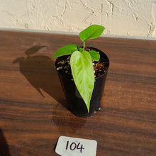 Load image into Gallery viewer, #104 Anthurium Pandurilaminum x