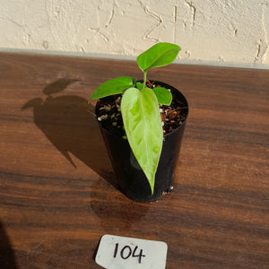 #104 Anthurium Pandurilaminum x