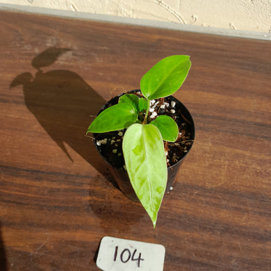 #104 Anthurium Pandurilaminum x