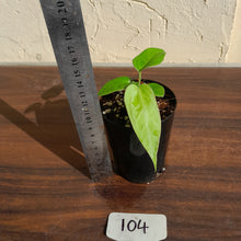 Load image into Gallery viewer, #104 Anthurium Pandurilaminum x