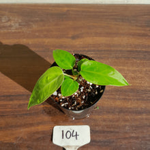 Load image into Gallery viewer, #104 Anthurium Pandurilaminum x