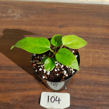 Load image into Gallery viewer, #104 Anthurium Pandurilaminum x