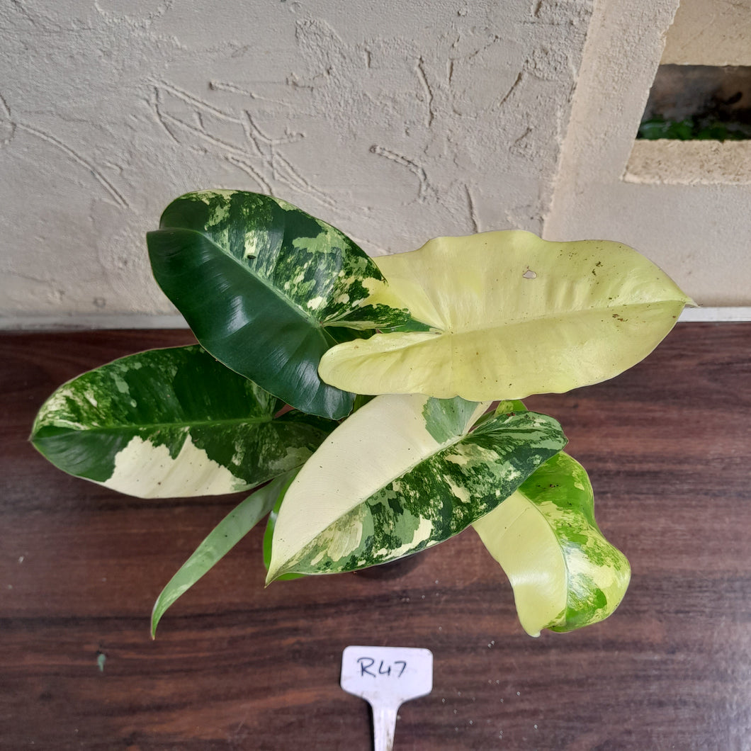 #R47 Variegated Philodendron Burle Marx