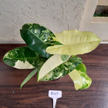 Load image into Gallery viewer, #R47 Variegated Philodendron Burle Marx