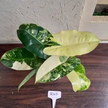 Load image into Gallery viewer, #R47 Variegated Philodendron Burle Marx