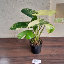 Load image into Gallery viewer, #R47 Variegated Philodendron Burle Marx