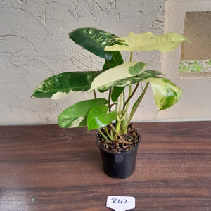 #R47 Variegated Philodendron Burle Marx