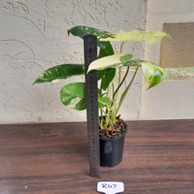 Load image into Gallery viewer, #R47 Variegated Philodendron Burle Marx