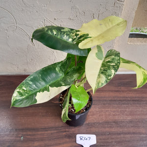 #R47 Variegated Philodendron Burle Marx