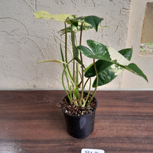 Load image into Gallery viewer, #R47 Variegated Philodendron Burle Marx