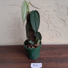 Load image into Gallery viewer, #D6 Philodendron Burle Marx Fantasy