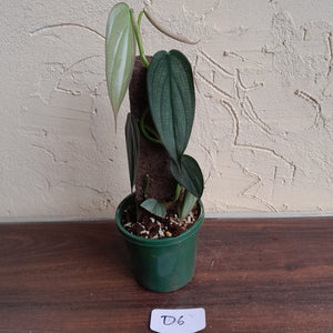 #D6 Philodendron Burle Marx Fantasy