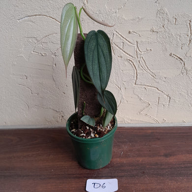 #D6 Philodendron Burle Marx Fantasy
