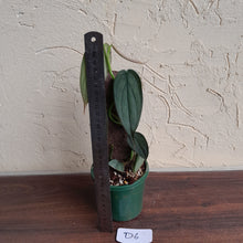Load image into Gallery viewer, #D6 Philodendron Burle Marx Fantasy