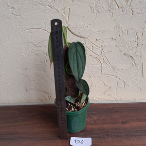 #D6 Philodendron Burle Marx Fantasy