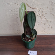 Load image into Gallery viewer, #D6 Philodendron Burle Marx Fantasy