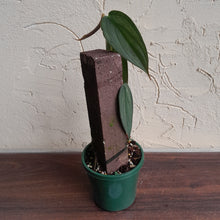 Load image into Gallery viewer, #D6 Philodendron Burle Marx Fantasy