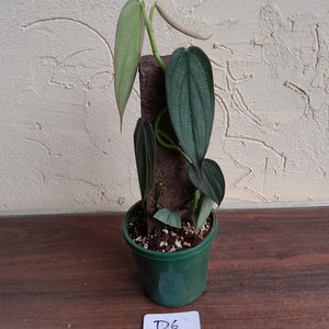 #D6 Philodendron Burle Marx Fantasy