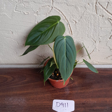 #D911 Philodendron Melanochrysum x Sharoniae