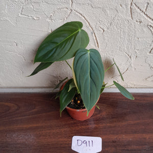 #D911 Philodendron Melanochrysum x Sharoniae