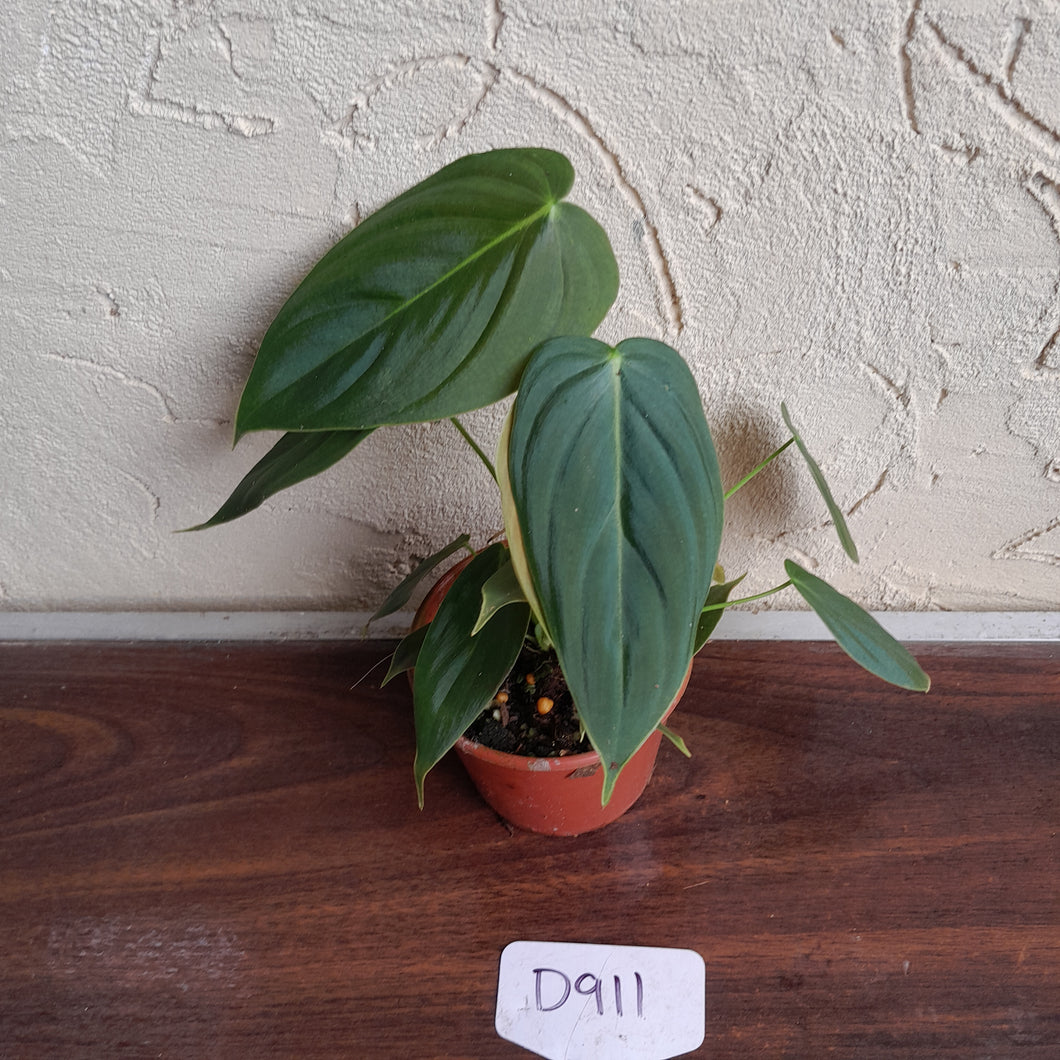 #D911 Philodendron Melanochrysum x Sharoniae