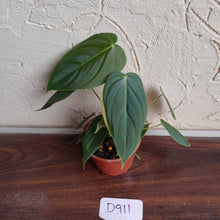 Load image into Gallery viewer, #D911 Philodendron Melanochrysum x Sharoniae
