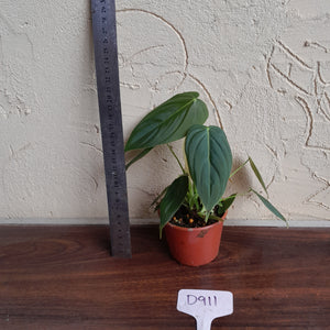 #D911 Philodendron Melanochrysum x Sharoniae