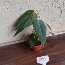 Load image into Gallery viewer, #D911 Philodendron Melanochrysum x Sharoniae