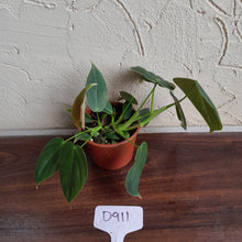 Load image into Gallery viewer, #D911 Philodendron Melanochrysum x Sharoniae
