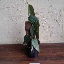 Load image into Gallery viewer, #D4 Philodendron Burle Marx Fantasy