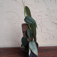 Load image into Gallery viewer, #D4 Philodendron Burle Marx Fantasy