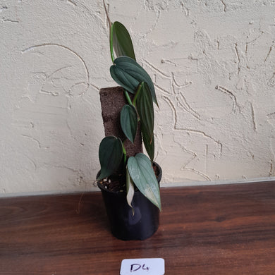 #D4 Philodendron Burle Marx Fantasy