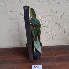Load image into Gallery viewer, #D4 Philodendron Burle Marx Fantasy