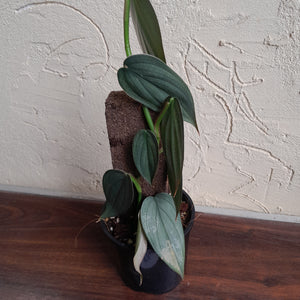 #D4 Philodendron Burle Marx Fantasy