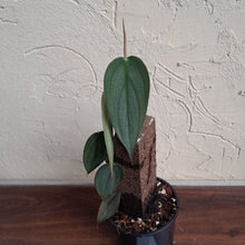 Load image into Gallery viewer, #D4 Philodendron Burle Marx Fantasy
