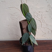 Load image into Gallery viewer, #D4 Philodendron Burle Marx Fantasy