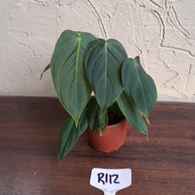 Load image into Gallery viewer, #R112 Philodendron Melanochrysum x Sharoniae
