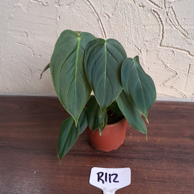 #R112 Philodendron Melanochrysum x Sharoniae